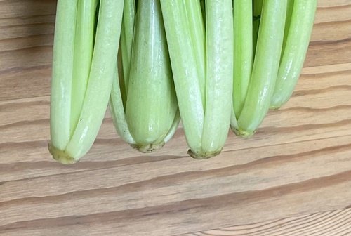 小松菜の根元